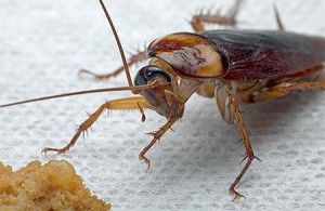 Почему появляются тараканы в квартире