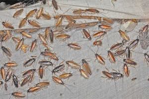 Условия для тараканов в квартире