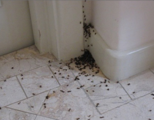 Профилактика появления муравьев в квартире