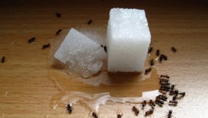 Как избавиться от муравьев народными способами