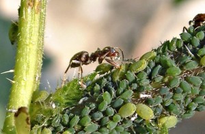 Борьба с муравьями и тлей на садовом участке