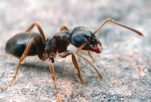 Чего боятся муравьи