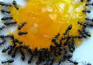 Как себя ведут муравьи в квартире
