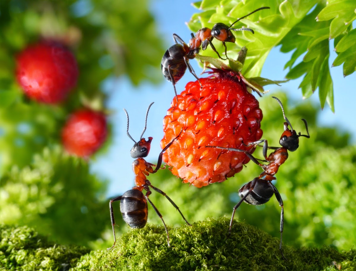 Вред муравьев садовому участку