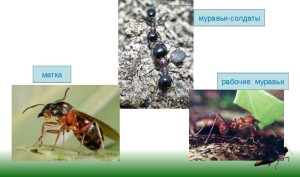 Какие бывают муравьи - рабочие, солдаты и матка