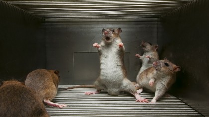Молитва для избавления от крыс